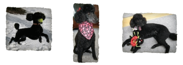Dolly prancing like a horse