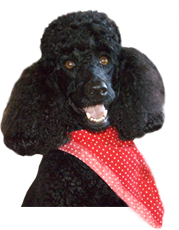 Dolly