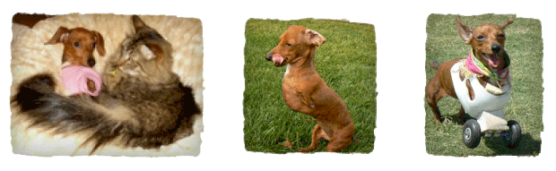 3 photos of Tink
